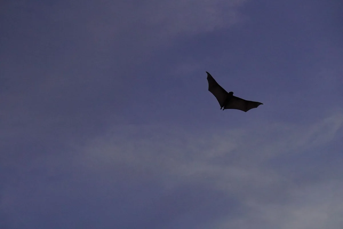 A bat flying at dusk, a protected animal with special removal rules when selling a house with bats in Iowa