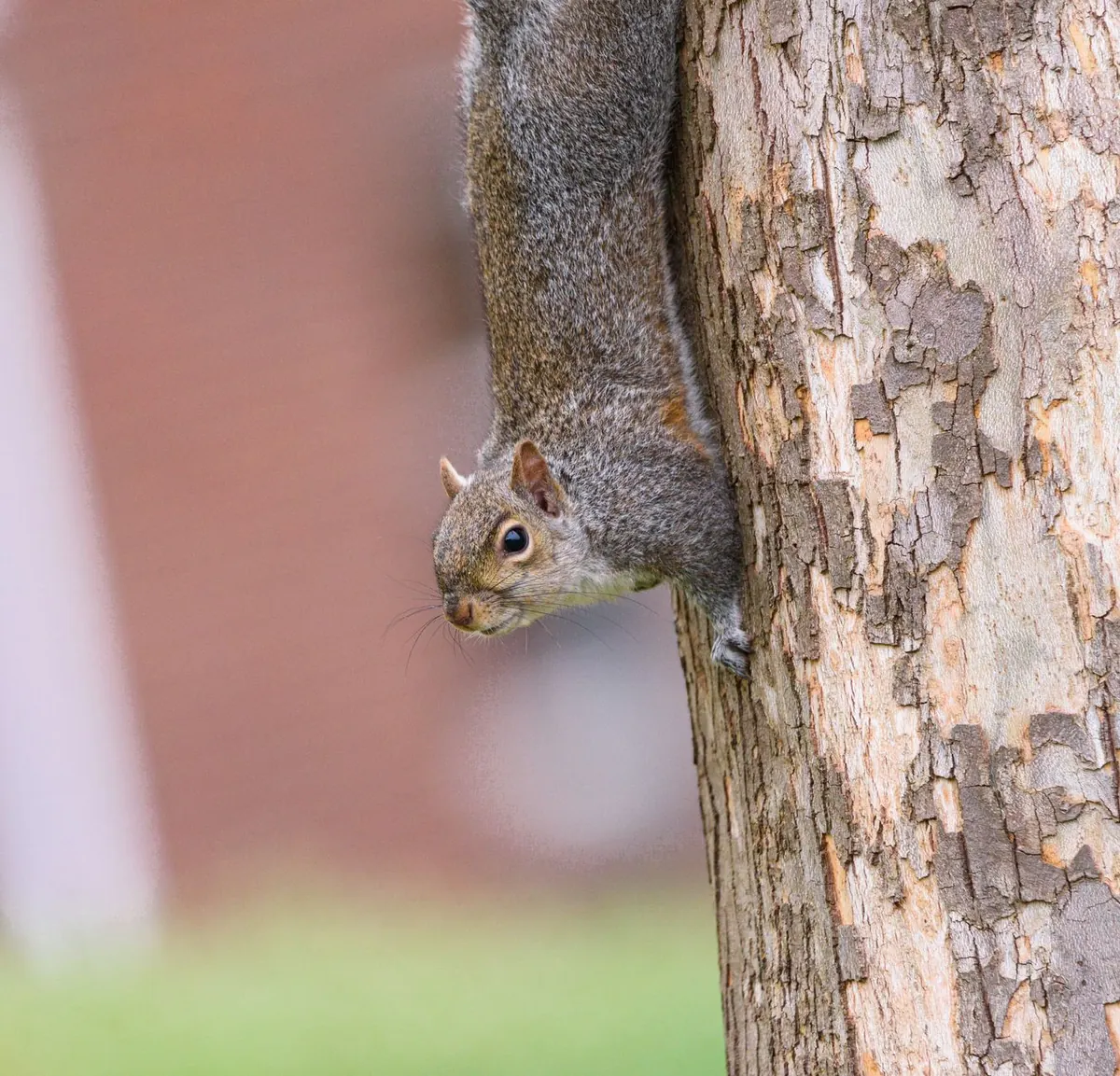 A squirrel on the outside of a house, one of the wildlife problems behind animal damage when selling a home in Iowa