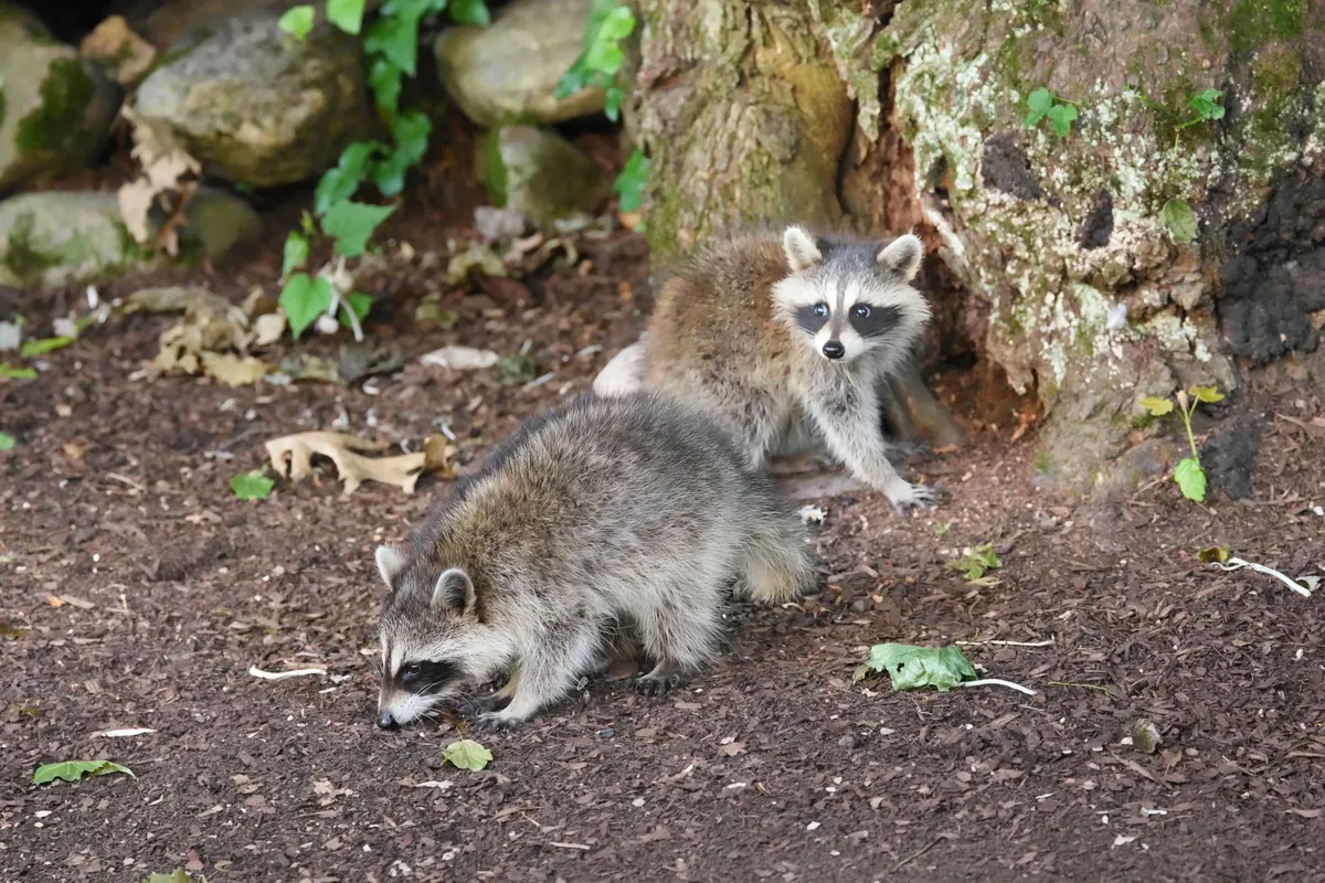 Raccoons near a home at dusk, the kind of wildlife that scares buyers when selling a house with an animal infestation