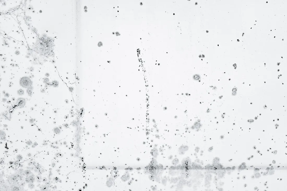 Black mold spores, the kind that show up when selling a house with mold in Iowa