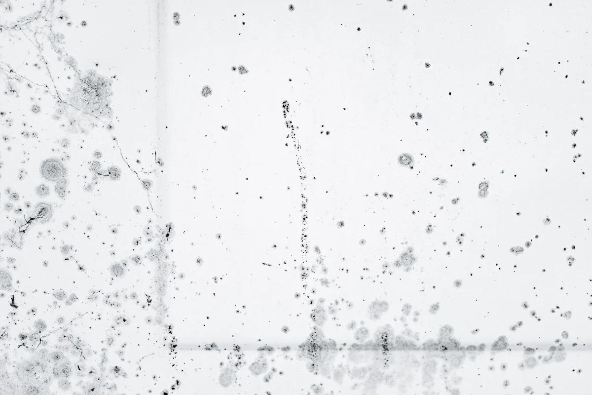 Mold spots spreading across a damp basement wall, the sight that scares buyers of a house with a wet basement